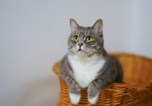 Wat betekent de uitdrukking 'de kat uit de boom kijken'?