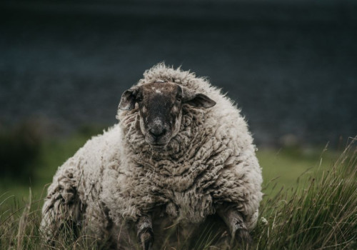 Gezondnu: Wanneer een wollen dekbed beter past dan dons