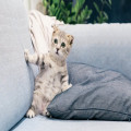 Waarom stoppen katten met eten als ze ziek zijn?