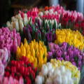 De top bloemisten van Schiedam: ontdek de beste bloemenwinkels in de stad