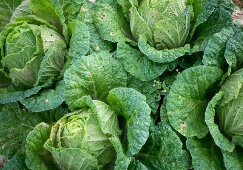 Wat is magnesium en welke is het beste voor jou?
