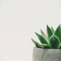 Waarom knappen planten op van praten en muziek?