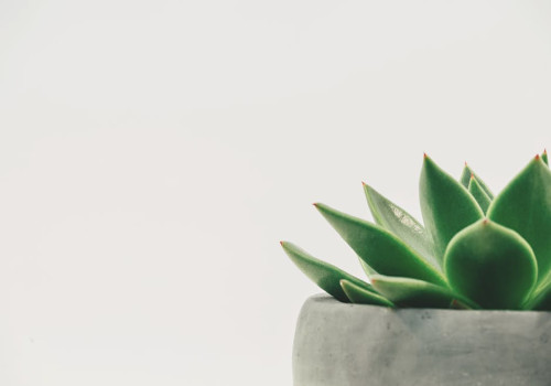 Waarom knappen planten op van praten en muziek?