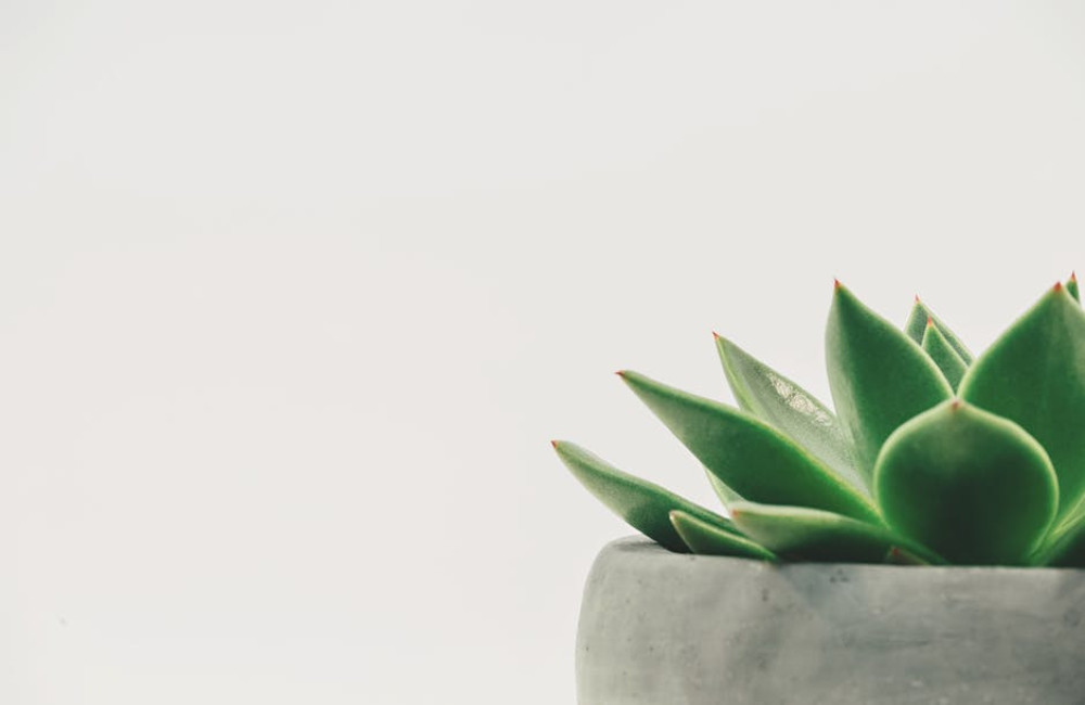 Waarom knappen planten op van praten en muziek?