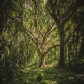 Wat betekent het gezegde 'door de bomen het bos niet meer zien'?