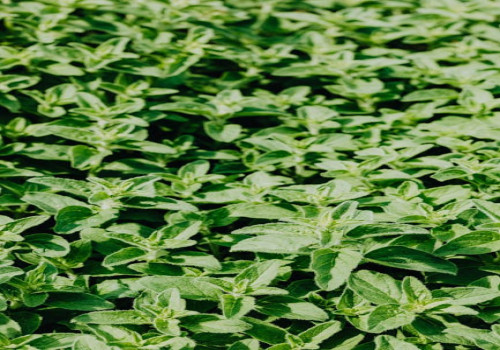 Waarom wordt pepermunt vaak na het eten gebruikt?